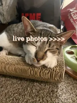 ILY MY CAT SM🥺🥹