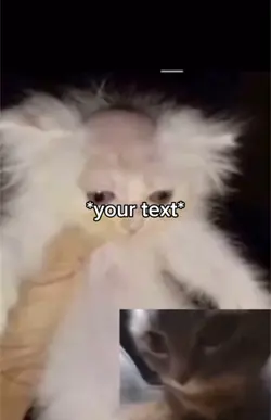 Cat fan meme