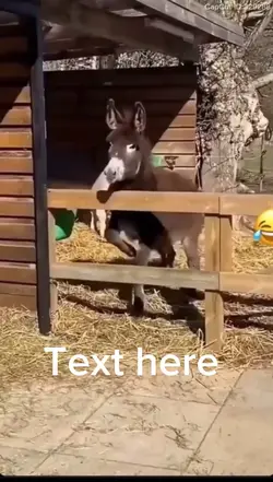 Animals dancing