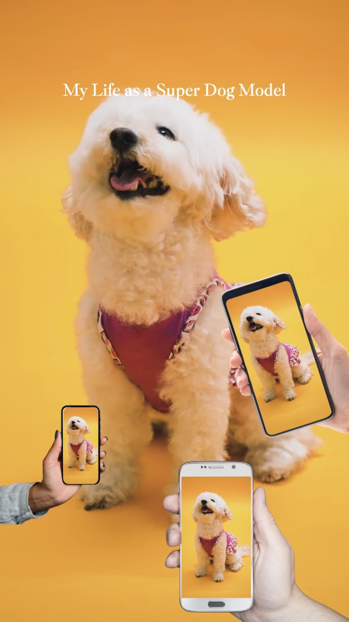 Dergi Kapağı🐶