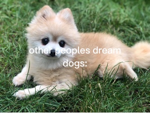 Traumhund