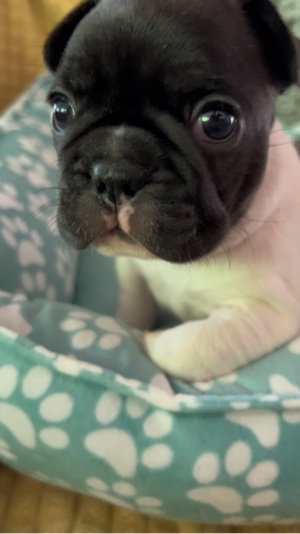 Frenchie yakın çekim