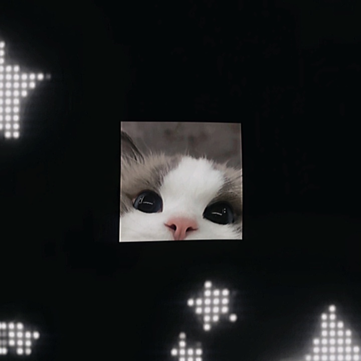 귀여운 고양이 편집