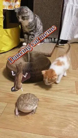 Dancing cat meme