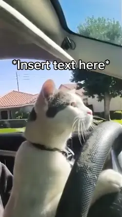 Cat Driving