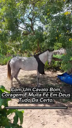 com um cavalo bom