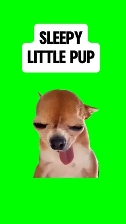 SLEEPY DOG