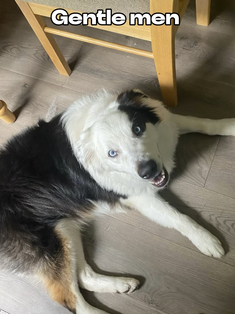 Cães perigosos