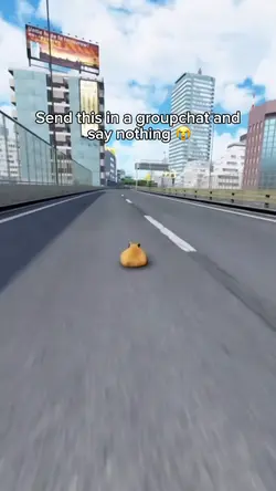 Cat drive meme
