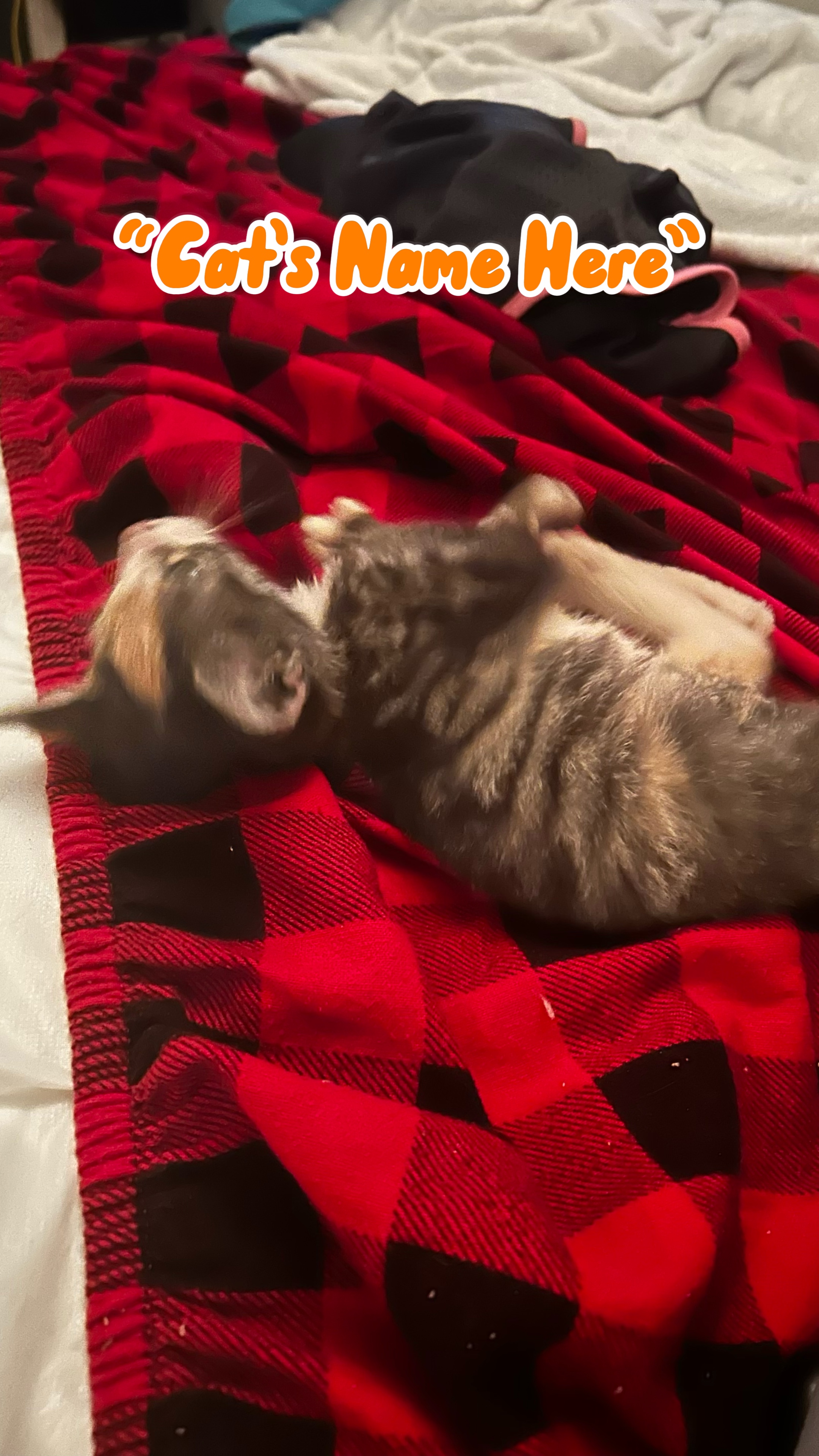 Meine Katze