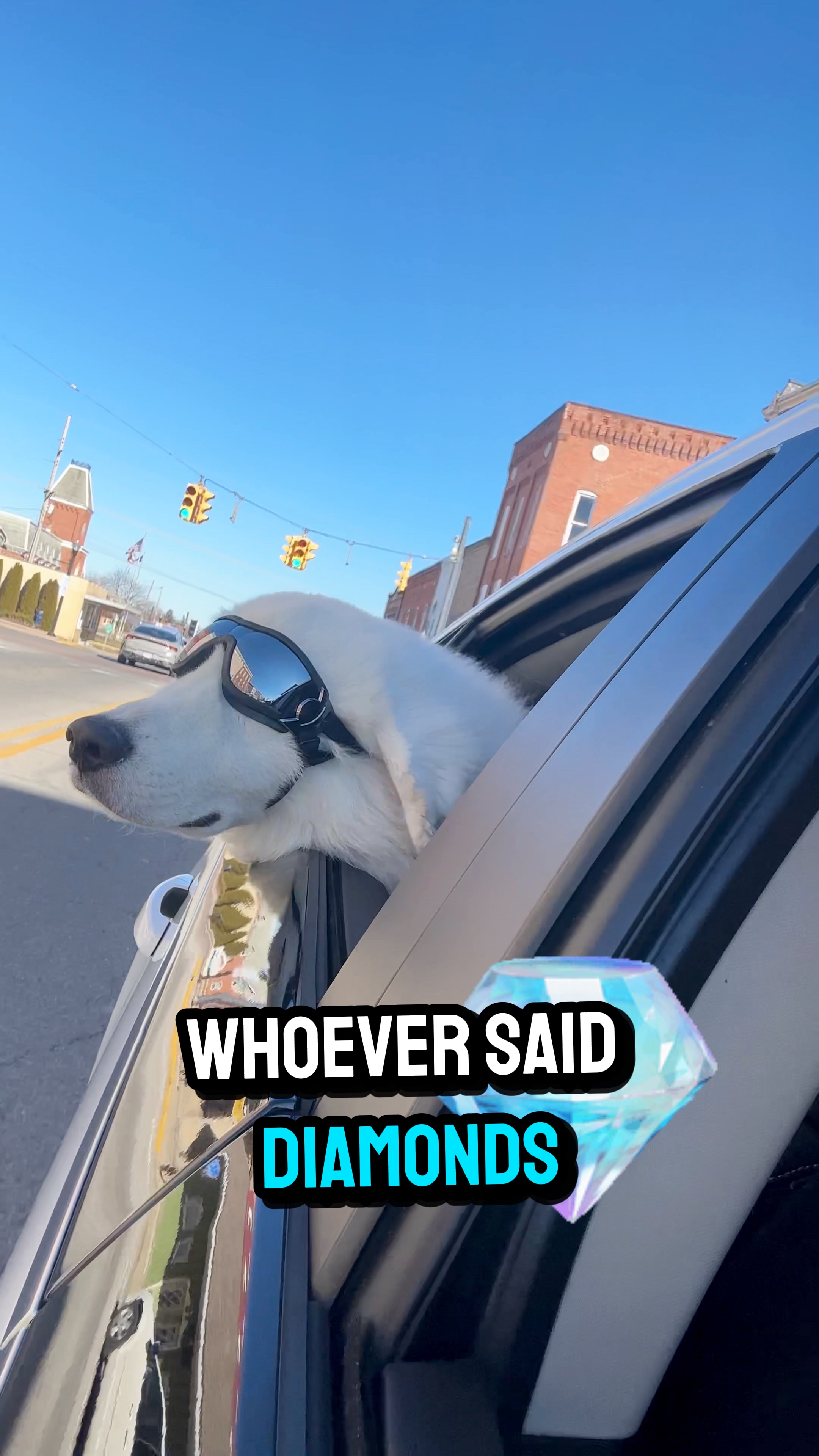 Vídeo de cachorro 