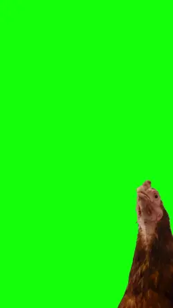 meme galinha chicken