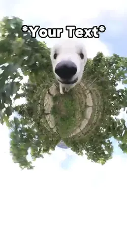 Cute Dog Runnin
