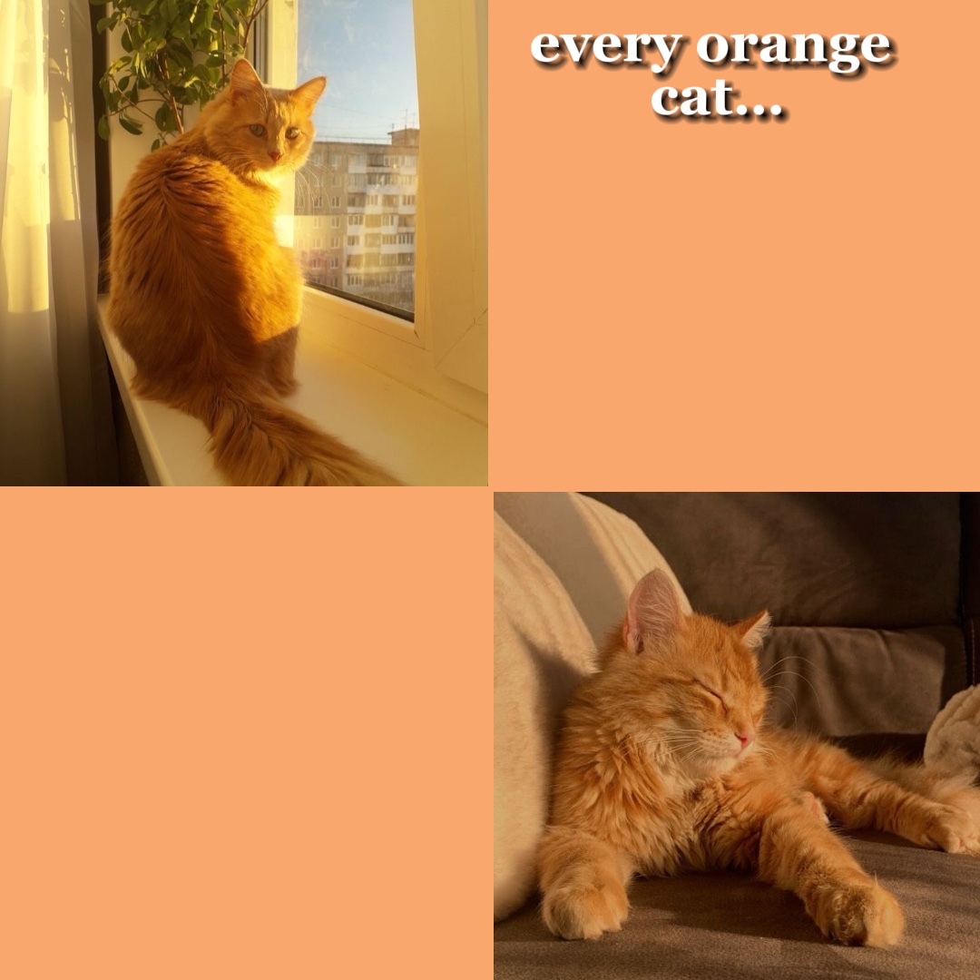 🧡Gato + 🖤gato