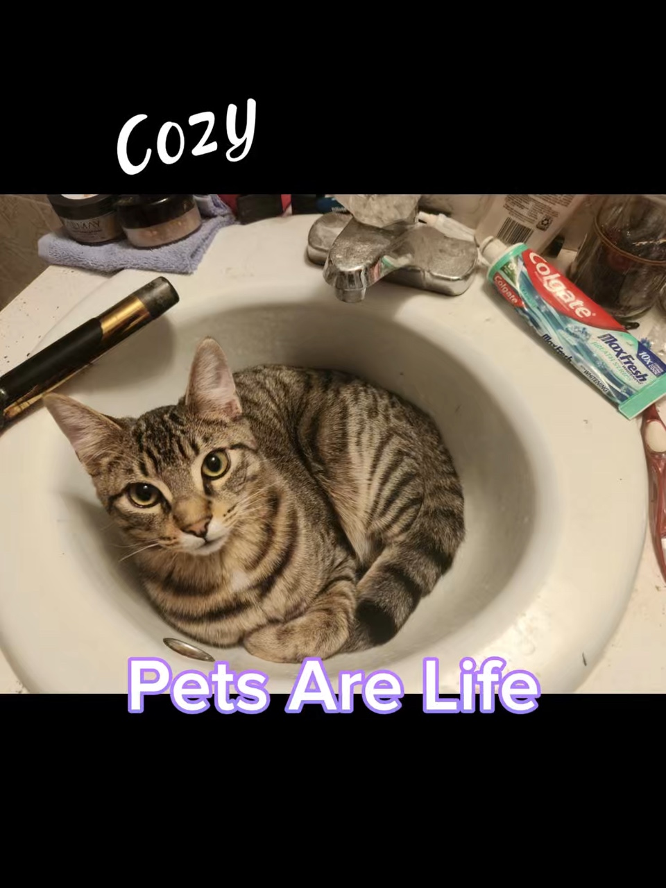 Pets Are Life