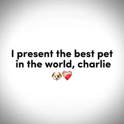 YOUR PET ❤️‍🩹