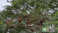 Las gallinas/gallo