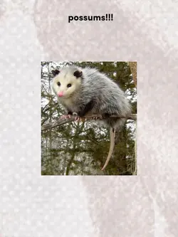 Possums<33