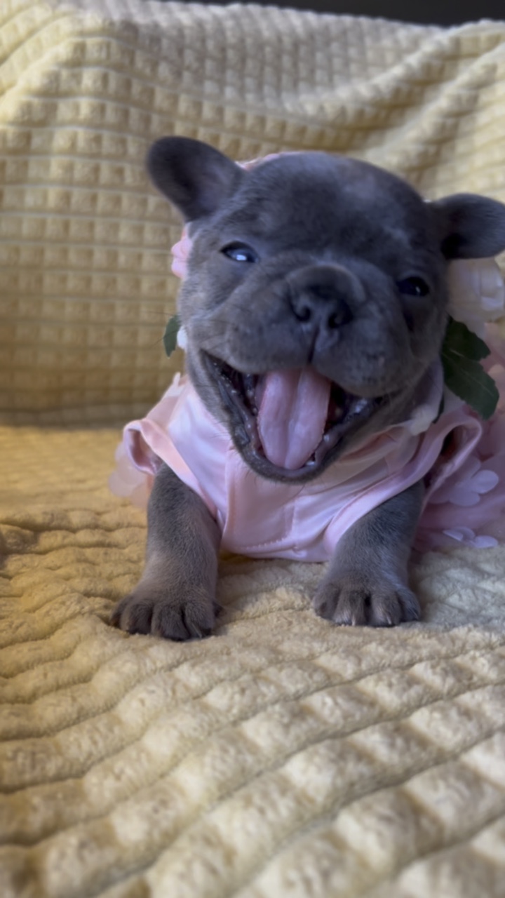 Bouledogue français 