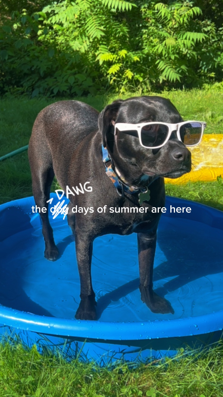 DAWG Tage des Sommers