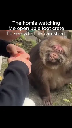 Smiling monkey
