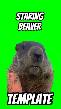 Staring beaver 