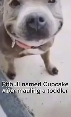 Average Pitbull
