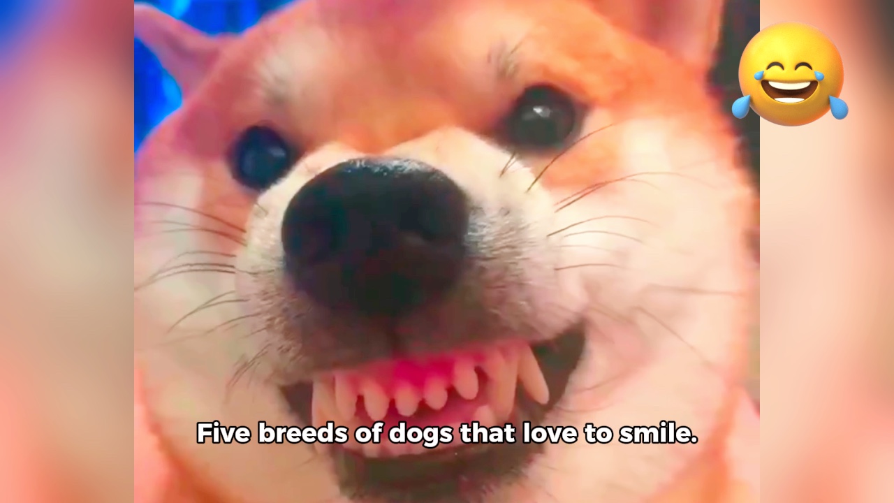 Chien qui rit