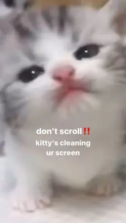 Kitty cleaning
