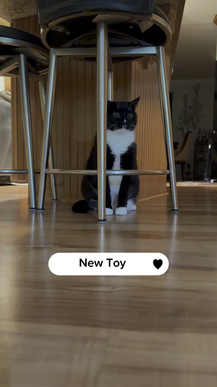 Nuevo juguete para gatos