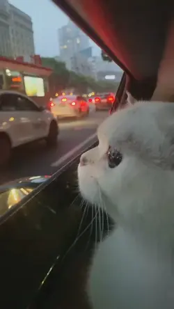 ensinando meu gato