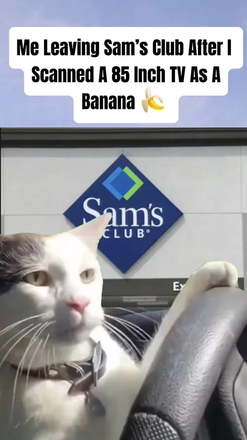 Gato Conduciendo