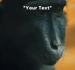 Monkey Rizz Meme