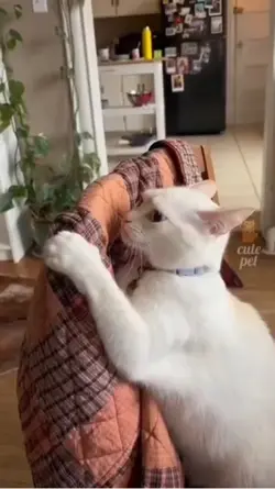 some funny cats