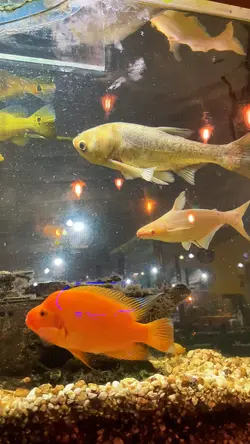 Aquario Peixes