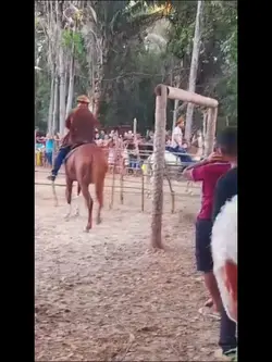 pega de boi.