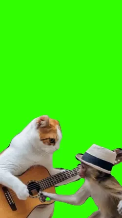 cat guitar