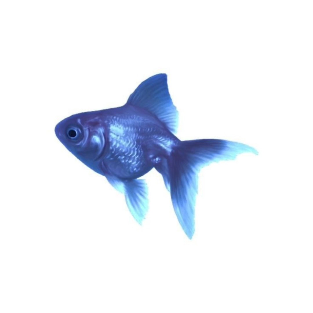 𝕗𝐥ꪮ𝕣ꫀ𝐬 .