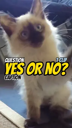 Question: Yes or No?