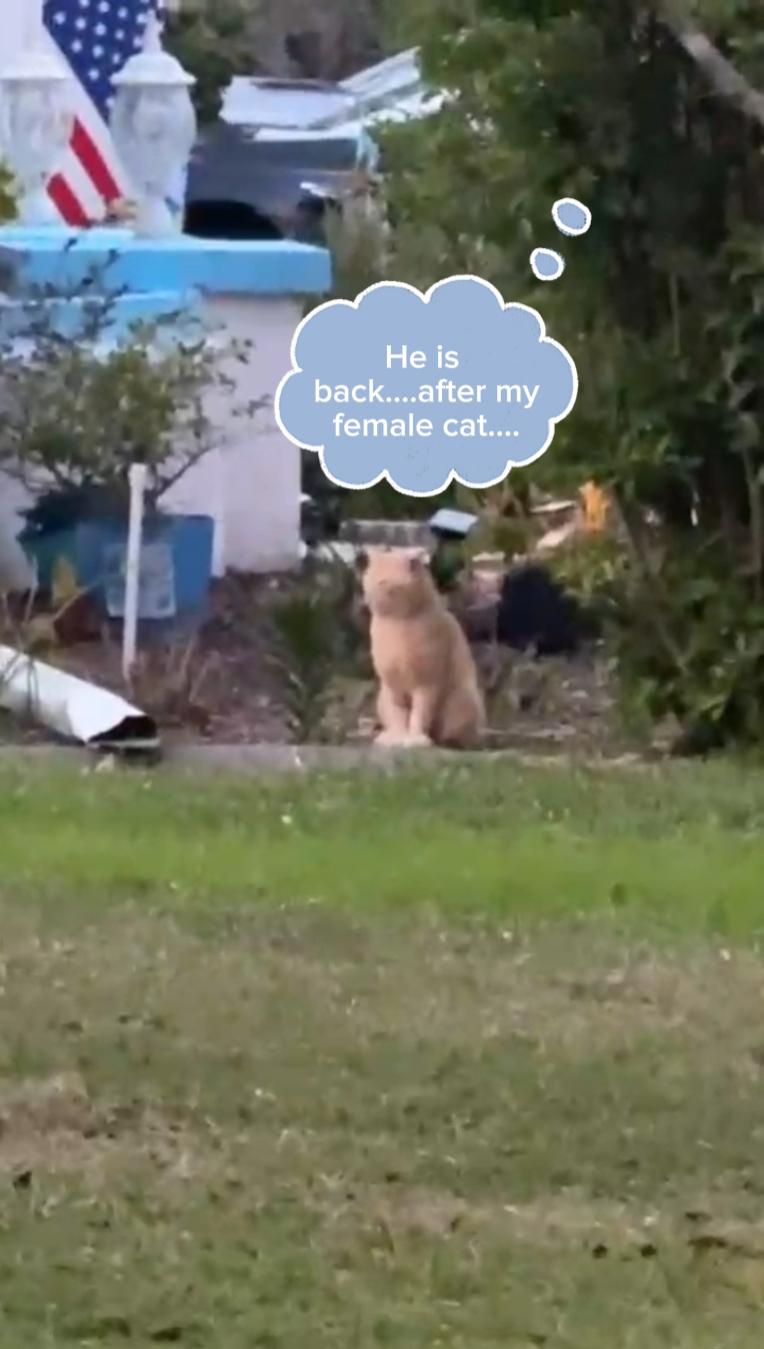 Parte 2 el gato se vuelve loco