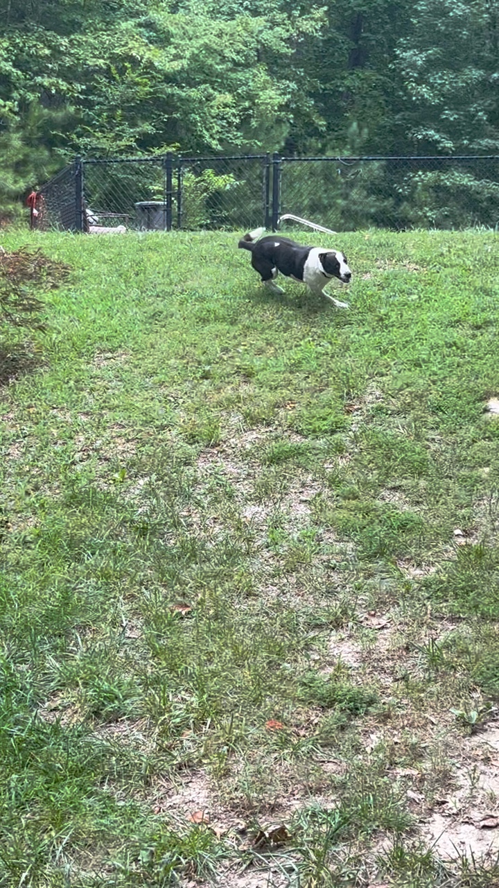 Hund Zoomies