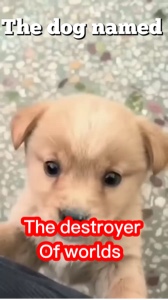 Mean dog and nice do