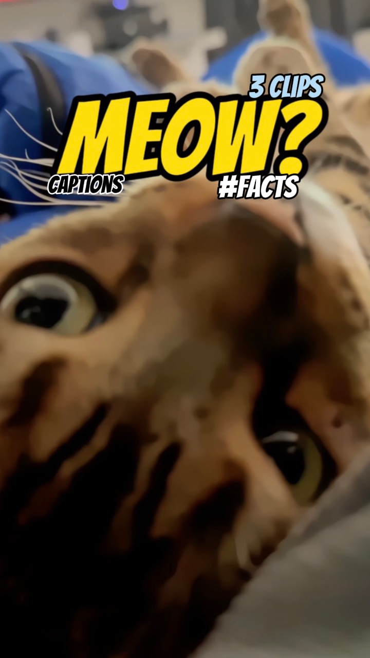 Why do cats meow?