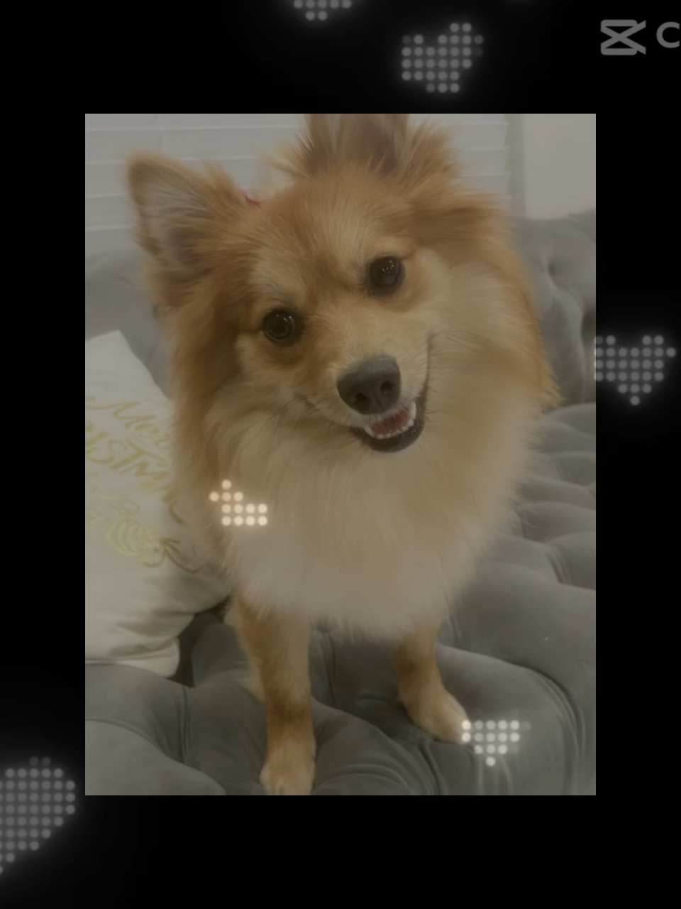 我的狗<3