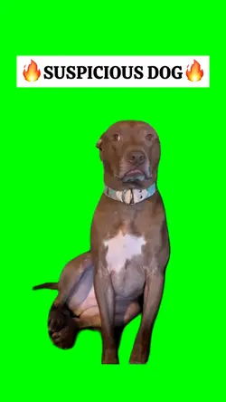 SUSPICIOUS DOG meme