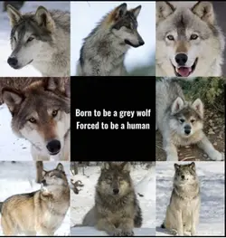 Grey wolves <3