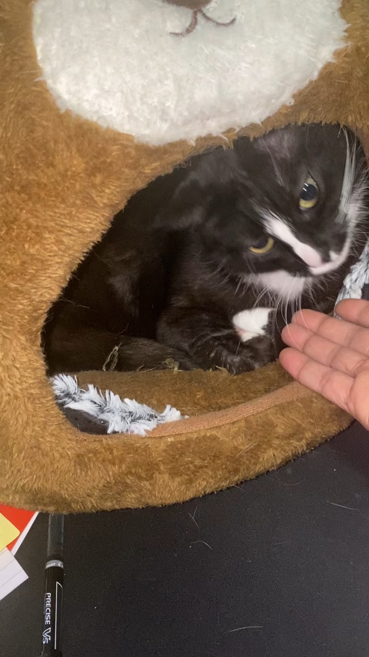 Vinculando a con mi gato