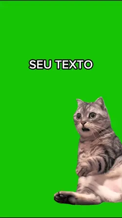 GATINHO CHOCADO