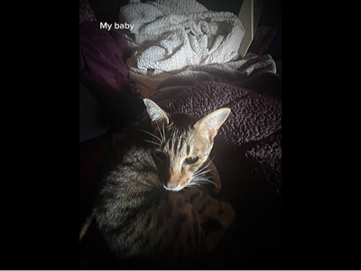 Chat minou