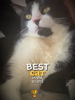 Best Cat in the word